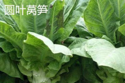 萵筍的產(chǎn)地，在我國(guó)主產(chǎn)于山東、河南、河北等省份