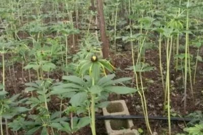 重樓的種植效益，每年基本都是供不應求