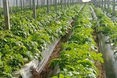 大棚土豆怎么種植，對(duì)帶有芽點(diǎn)的種薯消毒、再播入土壤中