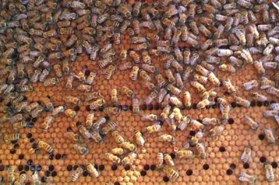 意蜂怎樣組織雙王群，先混淆兩群蜂的群味后再組成雙王群