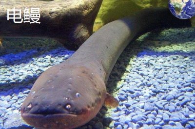 牙簽魚的產(chǎn)地分布，亞馬遜河流域是主要分布區(qū)