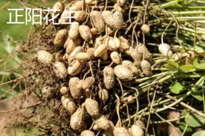 河南省駐馬店市的特產(chǎn)，包括平輿白芝麻、正陽三黃雞、正陽花生等種類