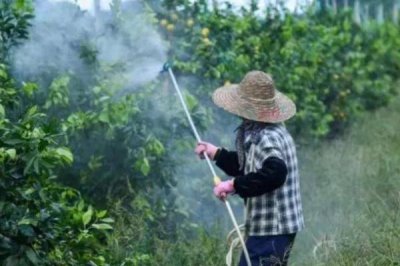 乙氧氟草醚可以除什么草，可防除單子葉和闊葉雜草