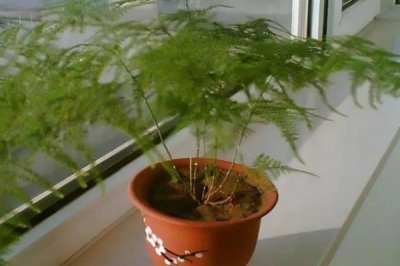云竹開花的寓意，有著竹報平安的含義