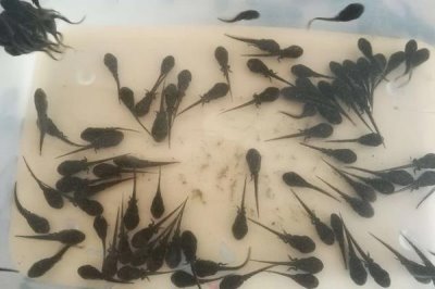 蝌蚪屬于魚類嗎，是無(wú)尾目動(dòng)物不是魚