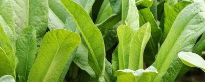 春種油麥菜注意事項，露地栽培可在五月中旬播種