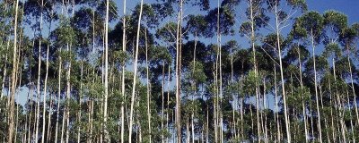 藍(lán)桉的花語是什么，寓意孤獨(dú)寂寞、唯一溫柔等