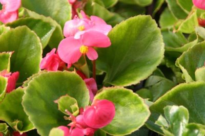 海棠花的花語，寓意離愁、苦戀之情等