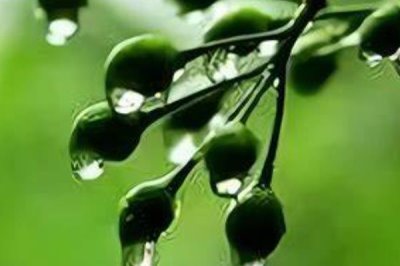 梅子黃時(shí)是指什么季節(jié)，會(huì)由于所處地理位置的不同而不同