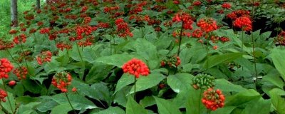 人參種子的種植方法，可春播、夏播或秋播