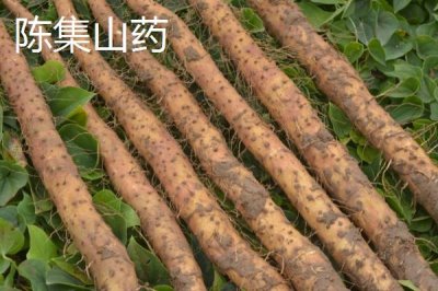山東定陶區(qū)的特產(chǎn)，南王店西瓜深受市場(chǎng)的歡迎