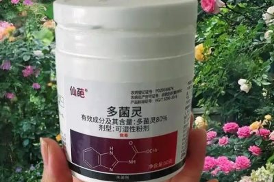 使用多菌靈要注意什么，蔬菜收獲前5天需停用
