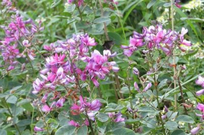 胡枝子什么時候開花，7-8月開花