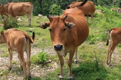 怎么治療牛吃土，一定要加強(qiáng)飼養(yǎng)管理