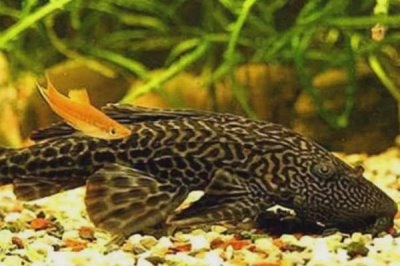 清道夫能和金魚混養(yǎng)嗎，不能和金魚混養(yǎng)