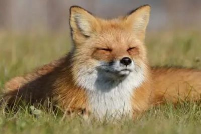 狐貍的食物，主要捕食鼠類、魚類、蛙類等動物