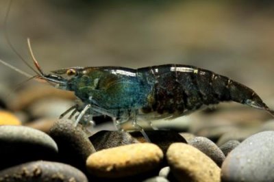 黑殼蝦吃魚卵嗎，會(huì)吃魚卵
