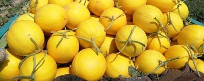 黃河蜜瓜是什么季節(jié)的水果，是夏季的水果