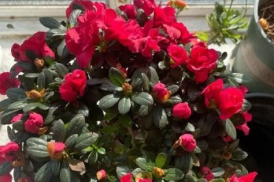 家里養(yǎng)杜鵑花寓意吉祥嗎，家里養(yǎng)杜鵑花是十分吉祥的