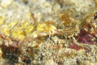 大吻海蠋魚好不好養(yǎng),飼養(yǎng)難度較大