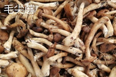 黑龍江的特產(chǎn)，是“大馬哈魚之鄉(xiāng)”