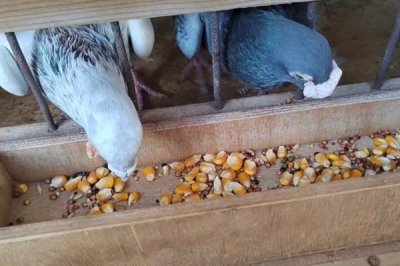 幼鴿適合吃什么飼料，谷類、豆類、新鮮蔬菜均可飼喂