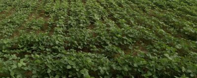 首豆39大豆品種的特性，遼寧省春播生育期125天左右