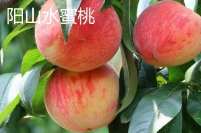 秦王桃的價格，每斤價格在4-5元