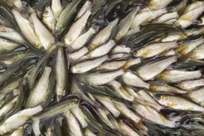 草魚(yú)如何養(yǎng)殖，可分級(jí)輪養(yǎng)和輪捕輪放
