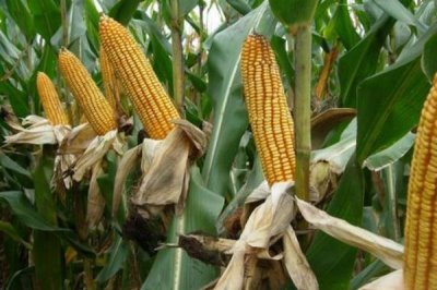 昊甜糯6號(hào)玉米種簡(jiǎn)介，該品種株型平展