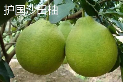 四川瀘州市的特色水果，有張壩桂圓、特興桂圓、九獅香柚等