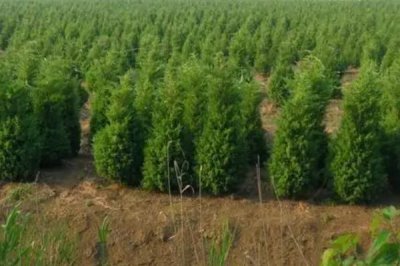 蜀檜的價格，具體售價取決于株高