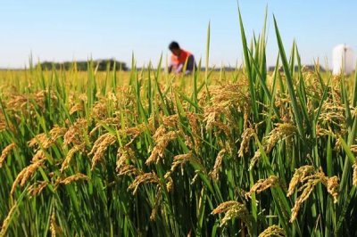 申優(yōu)R1水稻種子簡(jiǎn)介，5月中下旬播種