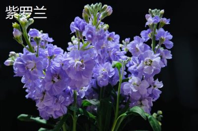 紫色花卉的花語，不同花卉的花語不同