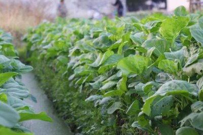 芥藍如何正確施肥，基肥為主追肥為輔