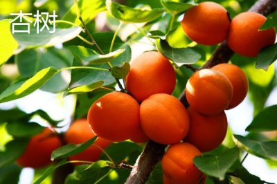 杏樹(shù)和桃樹(shù)的區(qū)別，葉片、樹(shù)體和花朵均不同