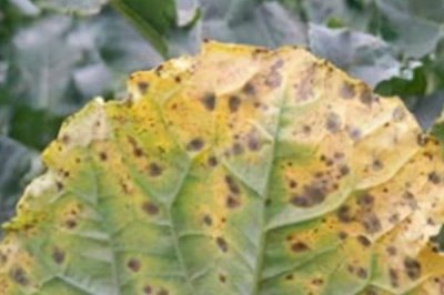 西蘭花黑腐病癥狀，幼苗發(fā)病會出現(xiàn)水浸狀子葉