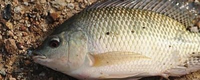羅非魚的飼養(yǎng)管理方法，每日喂食后要及時(shí)打撈食物殘?jiān)? /></p>                            <h2>一、羅非魚的飼養(yǎng)管理方法</h2><p>1、環(huán)境</p><p>（1）需要一直保持養(yǎng)殖水的干凈清澈，不可長(zhǎng)時(shí)間不換水，必須定時(shí)換水，實(shí)際觀察水的清澈度，出現(xiàn)渾濁就要換水，最好是流動(dòng)活水養(yǎng)殖，這樣換水不會(huì)受到影響。</p><p>（2）當(dāng)水中沒有氧氣時(shí)，魚會(huì)浮頭或是靠近岸邊呼吸。一定要配備增氧設(shè)備，時(shí)不時(shí)增加水中氧氣。</p><p>（3）水中每日喂食食物殘?jiān)驌粕蟻?，不然水非常容易污染，容易滋生?xì)菌，發(fā)生病害。</p><p style=
