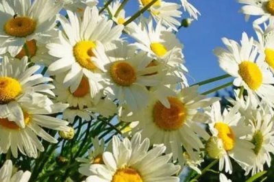 象征和諧的花有哪些，有雛菊、合歡花、百合花等