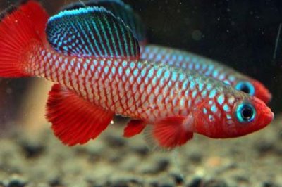 粉紅佳人鳉魚(yú)好不好養(yǎng)，飼養(yǎng)難度較小