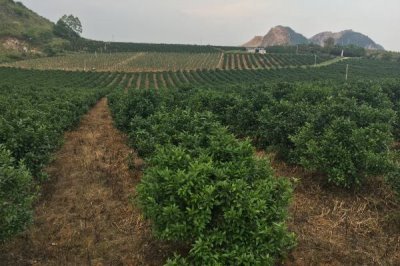 種植柑橘的條件，年降雨量需達到1200-2000毫米