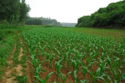 沁豐206玉米種簡(jiǎn)介,適宜播期4月下旬至5月上旬