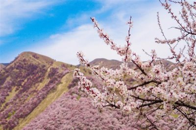 伊犁吐?tīng)柛踊ǖ幕ㄆ跁r(shí)間，在3-4月份開(kāi)花
