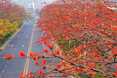 木棉的產(chǎn)地，亞熱帶地區(qū)較多