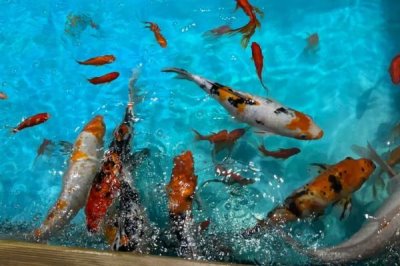 錦鯉魚吃什么食物，分為植物性飼料、動物性飼料、合成飼料
