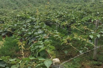 種植獼猴桃怎么預(yù)防凍害，建造防風(fēng)帶可降低受凍幾率