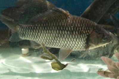 鯽魚不怕冷的原因，適溫范圍非常廣