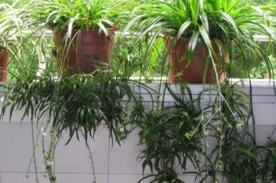有哪些可以凈化室內空氣的花卉植物，包括蘆薈、吊蘭、白掌等品種
