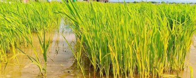 為什么海水稻不能大面積種植，淡水灌溉工程艱巨導(dǎo)致