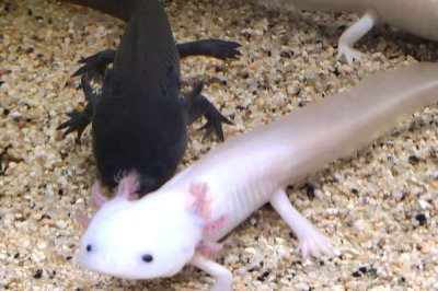 六角恐龍可以和魚混養(yǎng)嗎，無法在深水中活動不適合和魚類混養(yǎng)